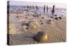 Horseshoe Crab Often Found on Beach after Tide Recedes-null-Stretched Canvas