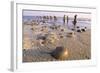 Horseshoe Crab Often Found on Beach after Tide Recedes-null-Framed Photographic Print