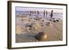 Horseshoe Crab Often Found on Beach after Tide Recedes-null-Framed Photographic Print