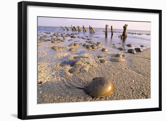 Horseshoe Crab Often Found on Beach after Tide Recedes-null-Framed Photographic Print