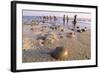 Horseshoe Crab Often Found on Beach after Tide Recedes-null-Framed Photographic Print