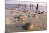 Horseshoe Crab Often Found on Beach after Tide Recedes-null-Mounted Photographic Print