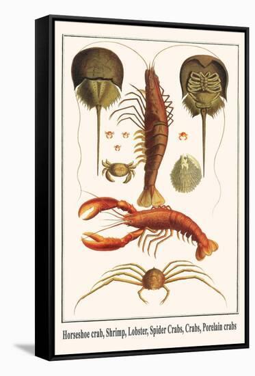 Horseshoe Crab, Shrimp, Lobster, Spider Crabs, Crabs, Porelain Crabs-Albertus Seba-Framed Stretched Canvas