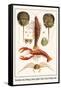 Horseshoe Crab, Shrimp, Lobster, Spider Crabs, Crabs, Porelain Crabs-Albertus Seba-Framed Stretched Canvas