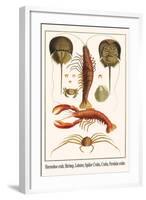 Horseshoe Crab, Shrimp, Lobster, Spider Crabs, Crabs, Porelain Crabs-Albertus Seba-Framed Art Print