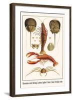 Horseshoe Crab, Shrimp, Lobster, Spider Crabs, Crabs, Porelain Crabs-Albertus Seba-Framed Art Print