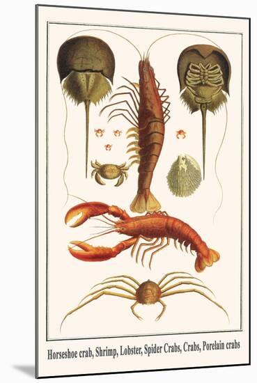 Horseshoe Crab, Shrimp, Lobster, Spider Crabs, Crabs, Porelain Crabs-Albertus Seba-Mounted Art Print