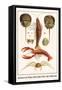 Horseshoe Crab, Shrimp, Lobster, Spider Crabs, Crabs, Porelain Crabs-Albertus Seba-Framed Stretched Canvas