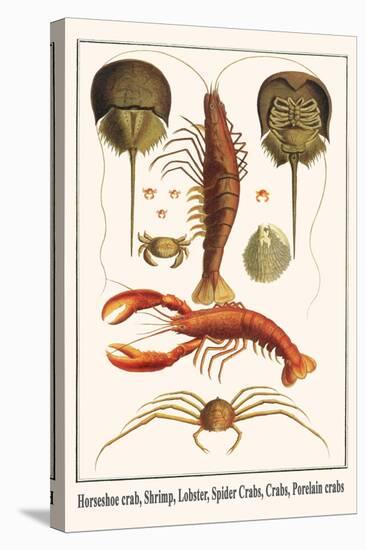 Horseshoe Crab, Shrimp, Lobster, Spider Crabs, Crabs, Porelain Crabs-Albertus Seba-Stretched Canvas
