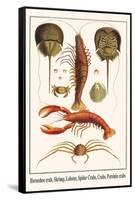 Horseshoe Crab, Shrimp, Lobster, Spider Crabs, Crabs, Porelain Crabs-Albertus Seba-Framed Stretched Canvas