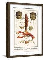 Horseshoe Crab, Shrimp, Lobster, Spider Crabs, Crabs, Porelain Crabs-Albertus Seba-Framed Art Print