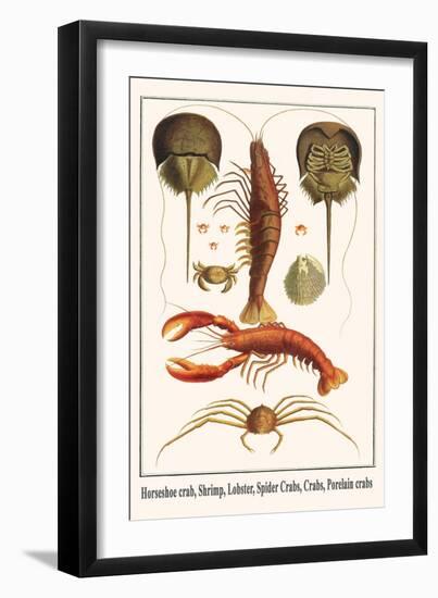 Horseshoe Crab, Shrimp, Lobster, Spider Crabs, Crabs, Porelain Crabs-Albertus Seba-Framed Art Print