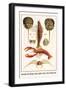 Horseshoe Crab, Shrimp, Lobster, Spider Crabs, Crabs, Porelain Crabs-Albertus Seba-Framed Art Print