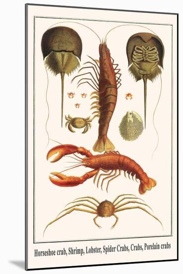 Horseshoe Crab, Shrimp, Lobster, Spider Crabs, Crabs, Porelain Crabs-Albertus Seba-Mounted Art Print