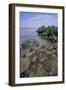 Horseshoe Crab-null-Framed Photographic Print