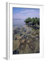 Horseshoe Crab-null-Framed Photographic Print