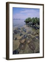 Horseshoe Crab-null-Framed Photographic Print