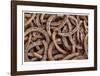 Horseshoes-Donald Paulson-Framed Giclee Print