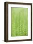 horsetail, Equisetum arvense, grow, spring-David & Micha Sheldon-Framed Photographic Print