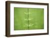 horsetail, Equisetum arvense, grow, spring-David & Micha Sheldon-Framed Photographic Print