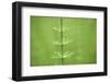 horsetail, Equisetum arvense, grow, spring-David & Micha Sheldon-Framed Photographic Print