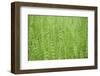 horsetail, Equisetum arvense, grow, spring-David & Micha Sheldon-Framed Photographic Print