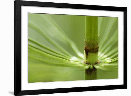 Horsetail, Stanley Park, British Columbia-Paul Colangelo-Framed Photographic Print