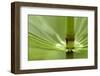 Horsetail, Stanley Park, British Columbia-Paul Colangelo-Framed Photographic Print