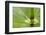 Horsetail, Stanley Park, British Columbia-Paul Colangelo-Framed Photographic Print