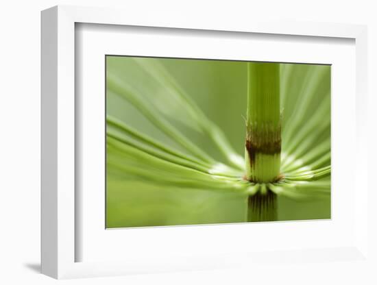 Horsetail, Stanley Park, British Columbia-Paul Colangelo-Framed Photographic Print