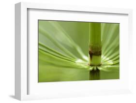 Horsetail, Stanley Park, British Columbia-Paul Colangelo-Framed Photographic Print