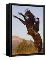 Horsewoman on Rearing Bay Azteca Stallion (Half Andalusian Half Quarter Horse) Ojai, California-Carol Walker-Framed Stretched Canvas