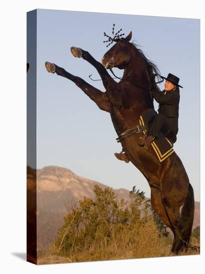 Horsewoman on Rearing Bay Azteca Stallion (Half Andalusian Half Quarter Horse) Ojai, California-Carol Walker-Stretched Canvas