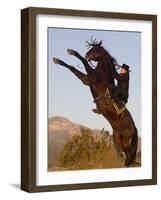 Horsewoman on Rearing Bay Azteca Stallion (Half Andalusian Half Quarter Horse) Ojai, California-Carol Walker-Framed Photographic Print