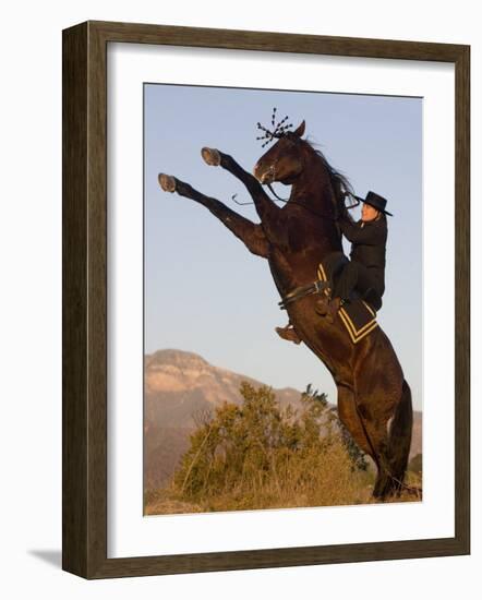 Horsewoman on Rearing Bay Azteca Stallion (Half Andalusian Half Quarter Horse) Ojai, California-Carol Walker-Framed Photographic Print