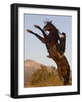 Horsewoman on Rearing Bay Azteca Stallion (Half Andalusian Half Quarter Horse) Ojai, California-Carol Walker-Framed Photographic Print
