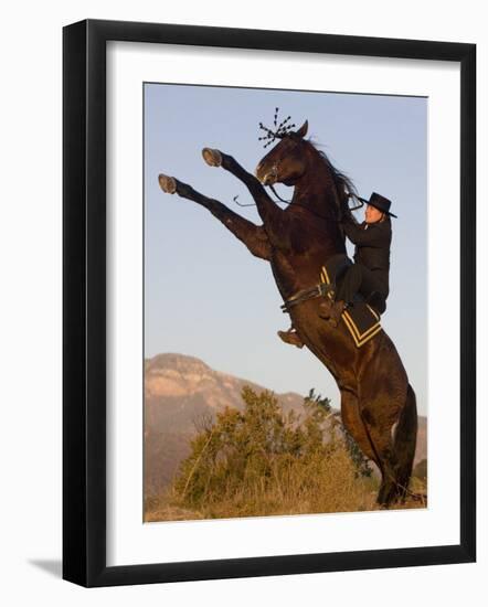 Horsewoman on Rearing Bay Azteca Stallion (Half Andalusian Half Quarter Horse) Ojai, California-Carol Walker-Framed Photographic Print