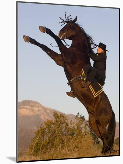 Horsewoman on Rearing Bay Azteca Stallion (Half Andalusian Half Quarter Horse) Ojai, California-Carol Walker-Mounted Photographic Print