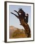 Horsewoman on Rearing Bay Azteca Stallion (Half Andalusian Half Quarter Horse) Ojai, California-Carol Walker-Framed Photographic Print