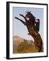 Horsewoman on Rearing Bay Azteca Stallion (Half Andalusian Half Quarter Horse) Ojai, California-Carol Walker-Framed Photographic Print