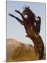 Horsewoman on Rearing Bay Azteca Stallion (Half Andalusian Half Quarter Horse) Ojai, California-Carol Walker-Mounted Photographic Print