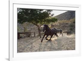 Horsing around-Zandria Muench Beraldo-Framed Premium Photographic Print