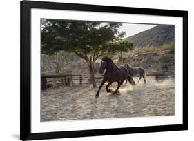 Horsing around-Zandria Muench Beraldo-Framed Premium Photographic Print