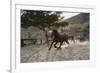 Horsing around-Zandria Muench Beraldo-Framed Photographic Print