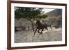 Horsing around-Zandria Muench Beraldo-Framed Photographic Print