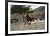 Horsing around-Zandria Muench Beraldo-Framed Photographic Print