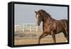 Horsing around-Zandria Muench Beraldo-Framed Stretched Canvas