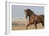 Horsing around-Zandria Muench Beraldo-Framed Photographic Print