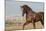 Horsing around-Zandria Muench Beraldo-Mounted Photographic Print