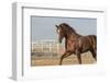 Horsing around-Zandria Muench Beraldo-Framed Photographic Print